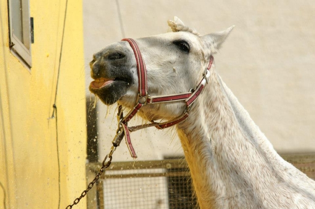 Preparando al caballo blanco